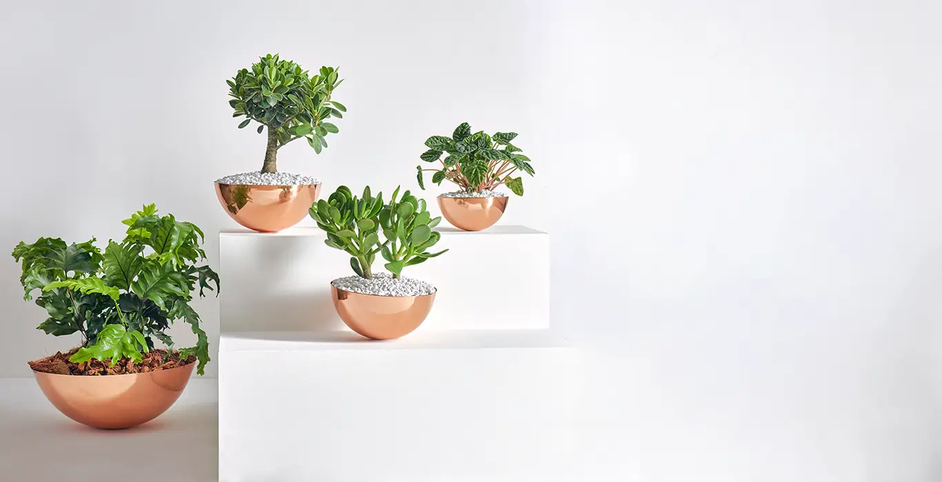 ¿Quiénes pueden beneficiarse de la fotografía de producto?